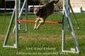 Agility Tuniere 45468853