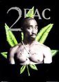 2PaC 13595384