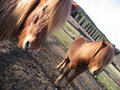 Horses For Anna 17051343