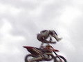 Freestyle Motocross Live aus St.Peter 20435988