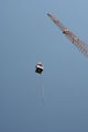 ♥ Bungee Jumping ♥ 64265493