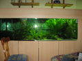 Mein Aquarium 50517561