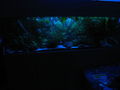 Mein Aquarium 50517685