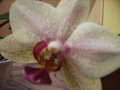 Orchideen 17777815