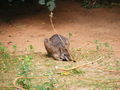 schönbrunn 2008 45301530