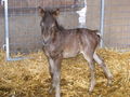 Tierpark Hochkräut 67205474