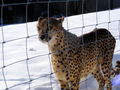 Tierpark Altenfelden 2010 72168062