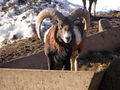 Tierpark Altenfelden 2010 72168070