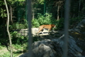 Tierpark Schmieding 35305755