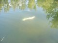 nochtfischen beim hofa am teich 26059761