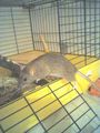 meine ratten =) 38129408