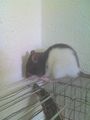 meine ratten =) 38129470