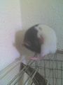 meine ratten =) 38129476