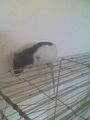 meine ratten =) 38129479