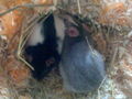 meine Ratten =) sweeties =) 67702863