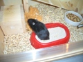 My Hamster 31873551