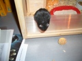 My Hamster 31873602