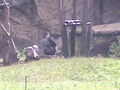 Tierpark Schmiding 63162399