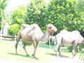 Im Tierpark Walding ( 21.05.20011) 75612027