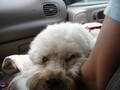 Taiwan my home and my dog 2264428