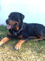 Meine Hunde 46885268