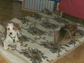 Unsere Hunde Ella und Cindy 54508363