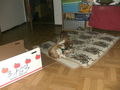 Unsere Hunde Ella und Cindy 54508371