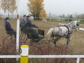 Vereinsmeisterschaft Fahren 8.11.2008 48357788