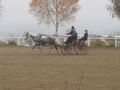 Vereinsmeisterschaft Fahren 8.11.2008 48358063