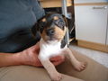 Mein Hund Daisy 75123845