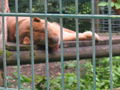 Tierpark Haag! 61562713