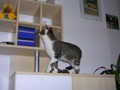 da jackson meine raubkatze ! 32150497