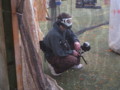 PAINTBALL 32602503