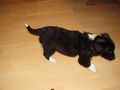 Unser Hund Jessi 50933025