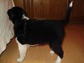 Unser Hund Jessi 50933137