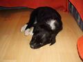 Unser Hund Jessi 50933457