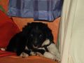 Unser Hund Jessi 50934259