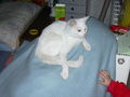 Mein Kater Jimmy 58905003