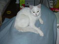 Mein Kater Jimmy 58905042