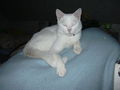 Mein Kater Jimmy 58905157