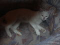 Mein Kater Jimmy 58905278