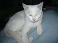 Mein Kater Jimmy 58905406