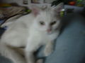 Mein Kater Jimmy 58905518