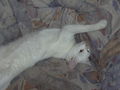 Mein Kater Jimmy 58905604