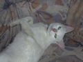 Mein Kater Jimmy 58905711