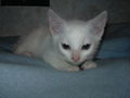 Mein Kater Jimmy 58905768