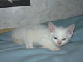 Mein Kater Jimmy 58905788