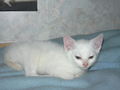 Mein Kater Jimmy 58905811