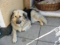 2 Tolle Hunde 15856335