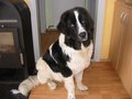 2 Tolle Hunde 15856337